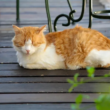 San Filis San Felice del Benaco