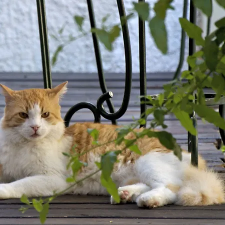 San Filis San Felice del Benaco