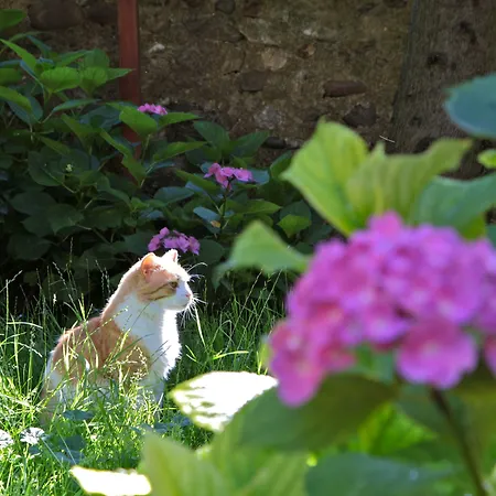 Szálloda San Filis San Felice del Benaco